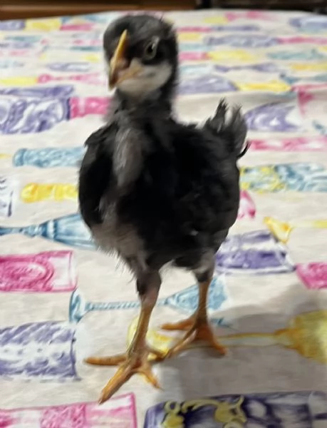 PULCINI RAZZA ORNAMENTALE e OVAIOLE LIVORNO NEROBLU  | Foto 3