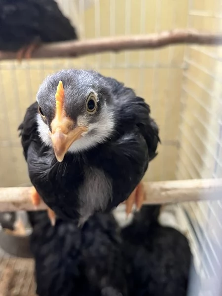 PULCINI RAZZA ORNAMENTALE e OVAIOLE LIVORNO NEROBLU  | Foto 0