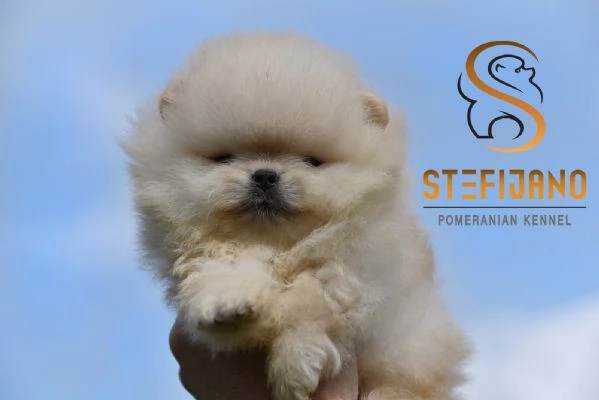 Orsetti Pomeranian BOO Cuccioli di Spitz Pomerania