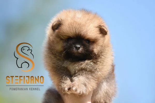 Orsetti Pomeranian BOO Cuccioli di Spitz Pomerania | Foto 4