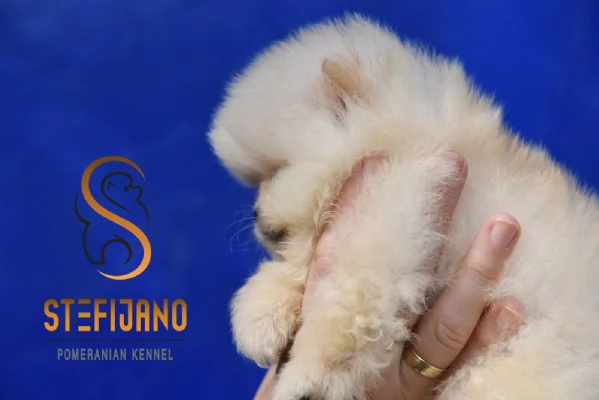 Orsetti Pomeranian BOO Cuccioli di Spitz Pomerania | Foto 3