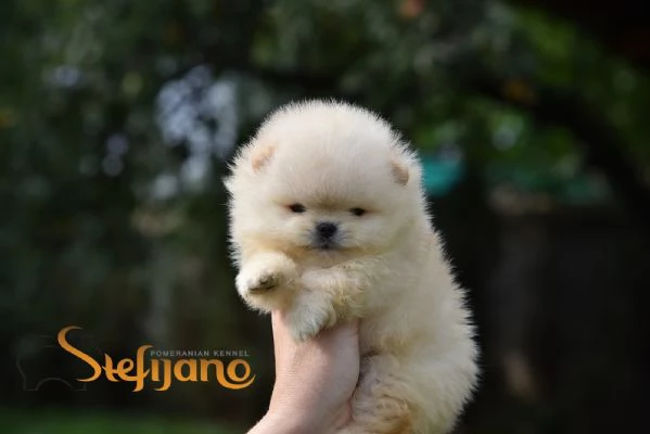 Orsetti Pomeranian BOO Cuccioli di Spitz Pomerania | Foto 2