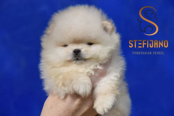 Orsetti Pomeranian BOO Cuccioli di Spitz Pomerania | Foto 1