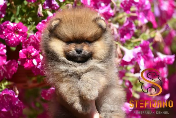 Orsetti Pomeranian BOO Cuccioli di Spitz Pomerania | Foto 0