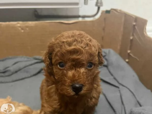 cuccioli di barboncino | Foto 3