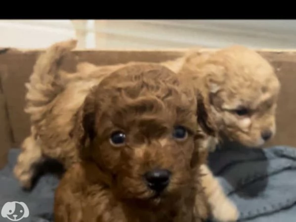 cuccioli di barboncino