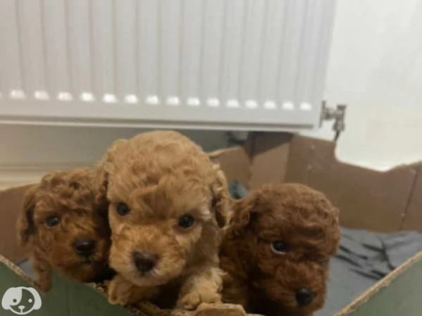 cuccioli di barboncino | Foto 2