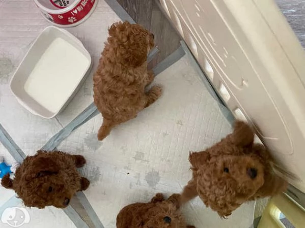 cuccioli di barboncino | Foto 0
