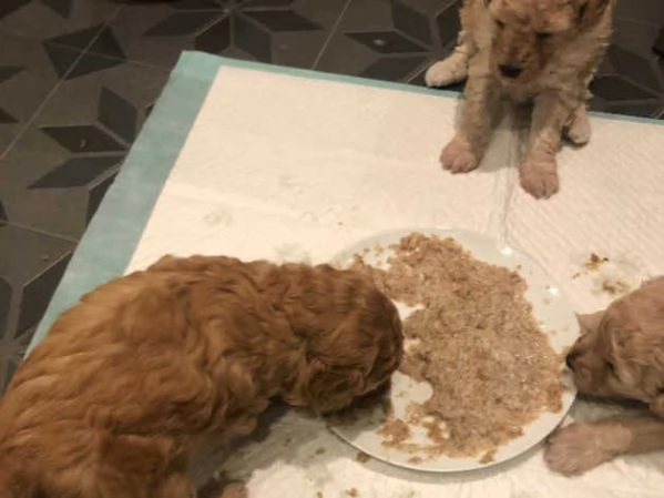 cuccioli di barboncino | Foto 3