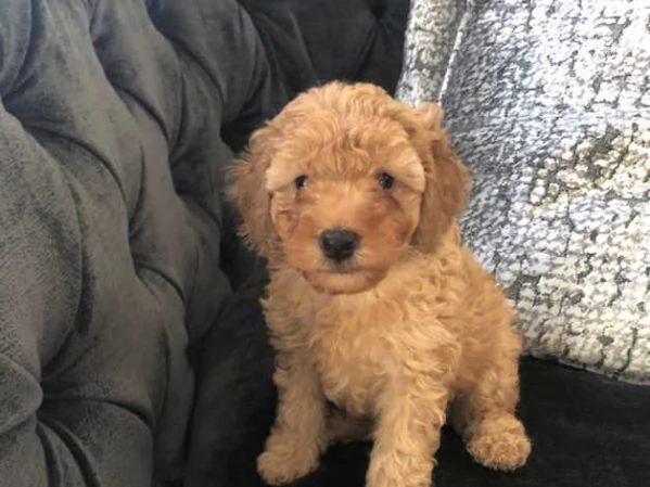 cuccioli di barboncino | Foto 0