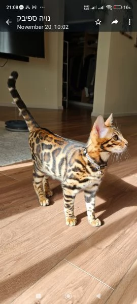 Gattini Bengala 