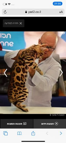 Gattini Bengala  | Foto 0
