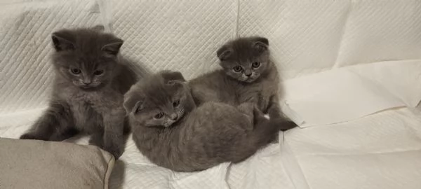 Vendita gattini Scottish 