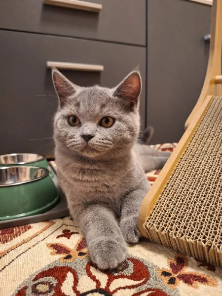 Vendita gattini Scottish 