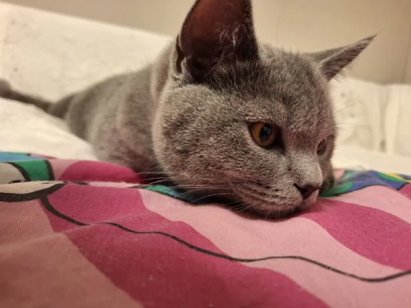 Vendita gattini Scottish  | Foto 1