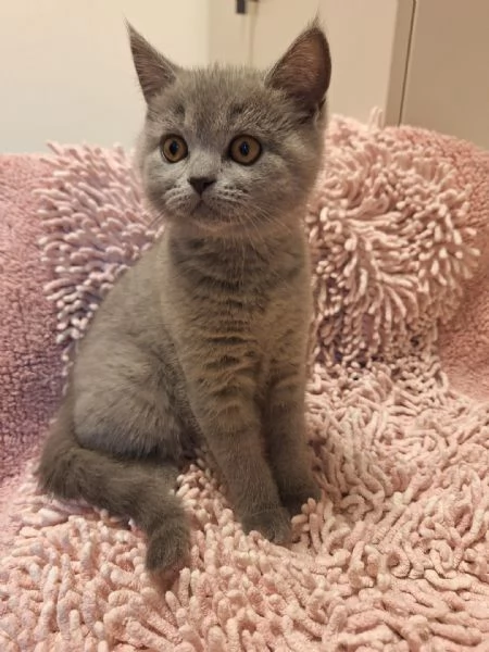 Vendita gattini Scottish 