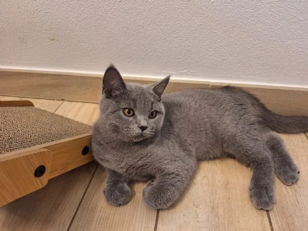 Vendita gattini Scottish  | Foto 0