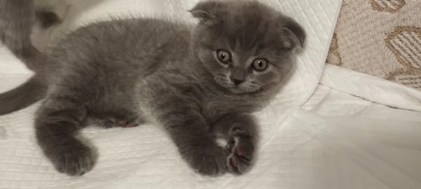 Vendita gattini Scottish  | Foto 1