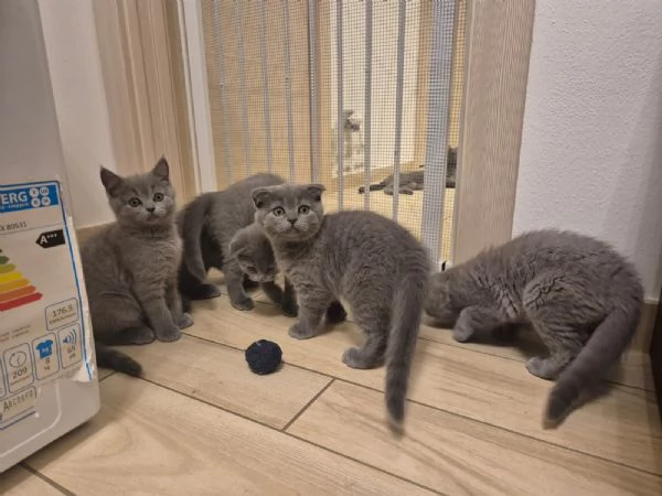 Vendita gattini Scottish  | Foto 1