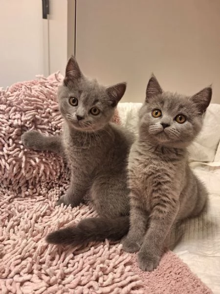 Vendita gattini Scottish  | Foto 0
