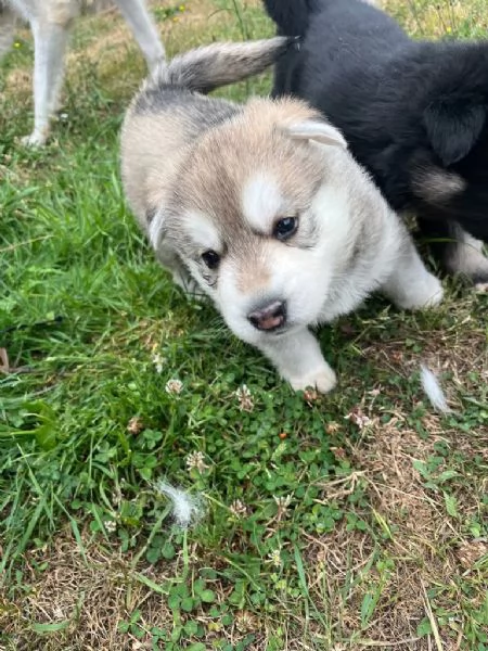 cucciola di Siberian Husky