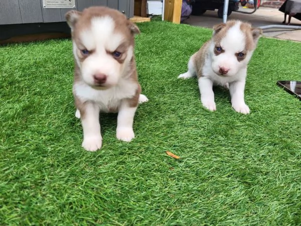 Cuccioli di Siberian Husky con pedigree ENCI