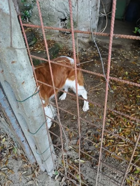 Vendo | Foto 1
