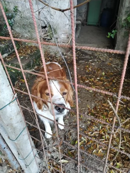 Vendo | Foto 0