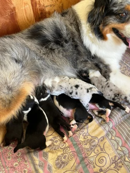 Cuccioli Pastore Australiano  Australian Sheperd