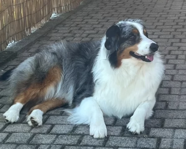 Cuccioli Pastore Australiano  Australian Sheperd | Foto 6