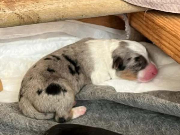 Cuccioli Pastore Australiano  Australian Sheperd | Foto 5