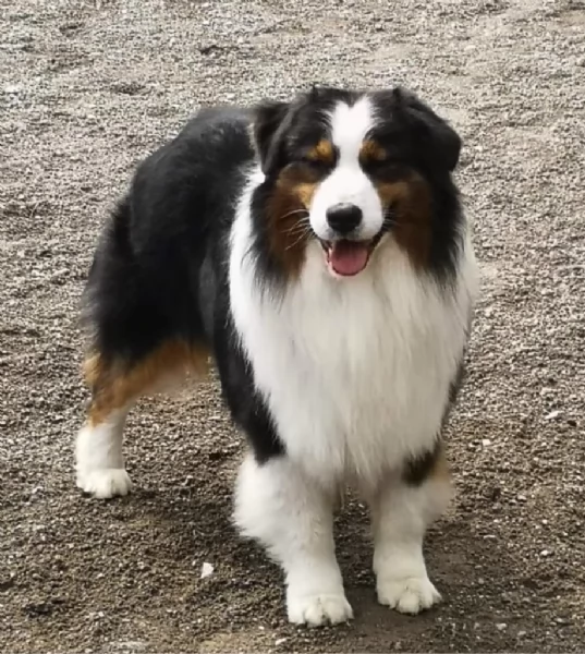 Cuccioli Pastore Australiano  Australian Sheperd | Foto 3