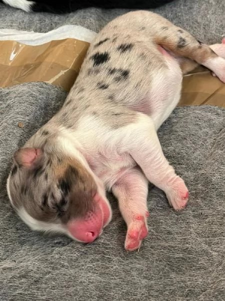 Cuccioli Pastore Australiano  Australian Sheperd | Foto 2