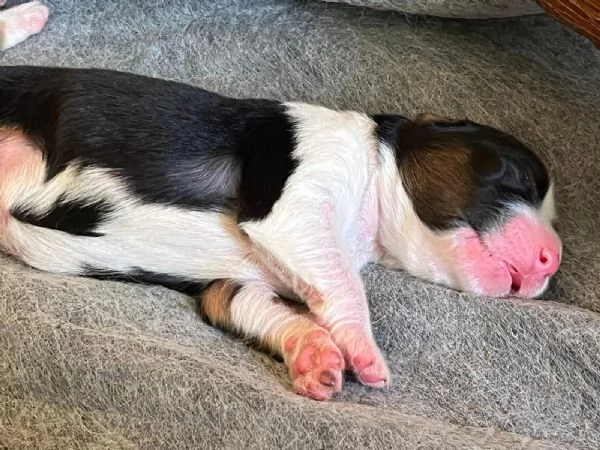 Cuccioli Pastore Australiano  Australian Sheperd | Foto 1