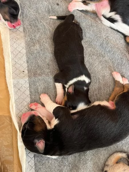 Cuccioli Pastore Australiano  Australian Sheperd | Foto 0
