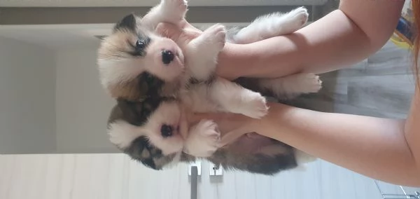 Cuccioli welsh corgi pembroke 