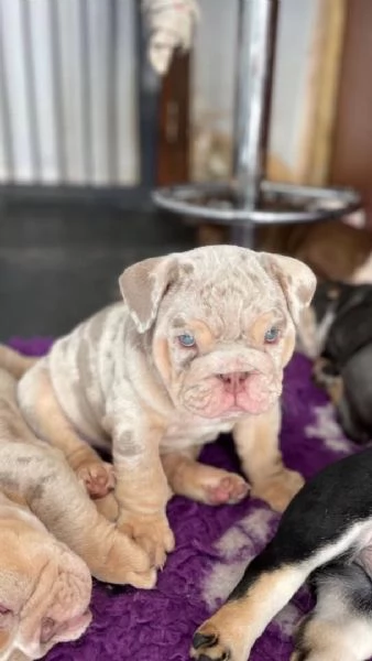 bulldog inglese
