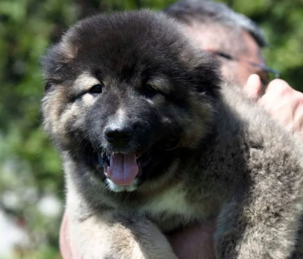 Pastore del Caucaso  Cuccioli splendidi | Foto 6