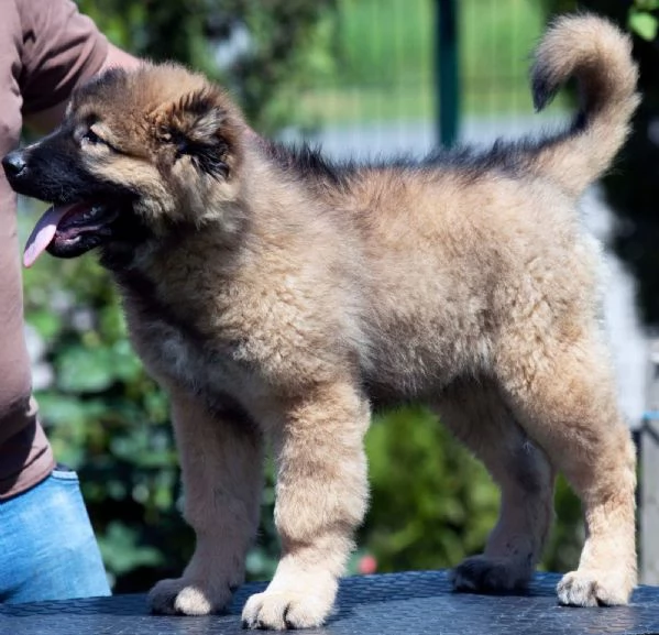 Pastore del Caucaso  Cuccioli splendidi | Foto 0