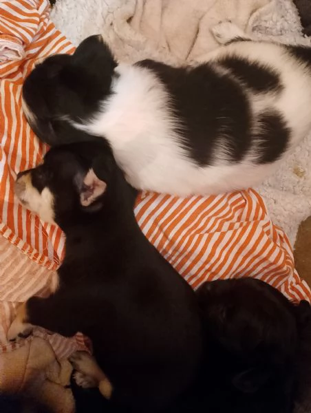 Chihuahua  | Foto 1