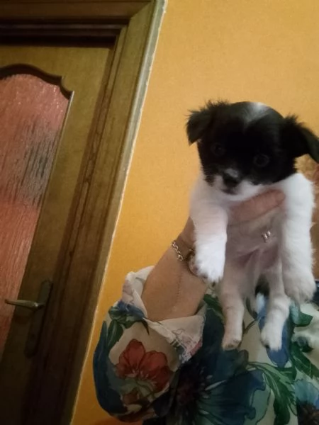 Chihuahua  | Foto 5