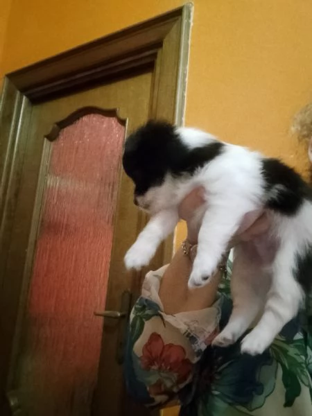 Chihuahua  | Foto 3