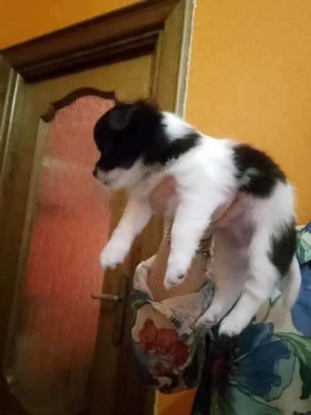 Chihuahua 