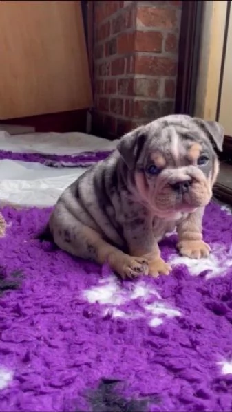 bulldog inglese