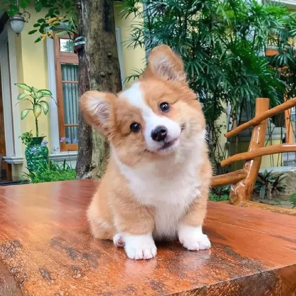 Cucciolo di Corgi disponibile per ladozione