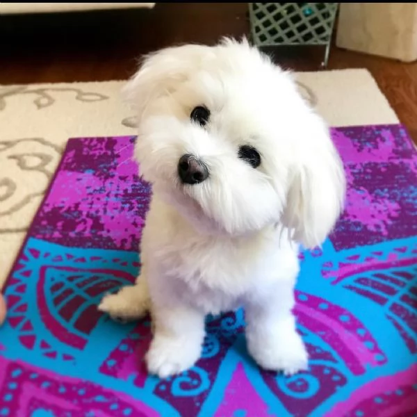 Disponibili adorabili cuccioli di maltese | Foto 0