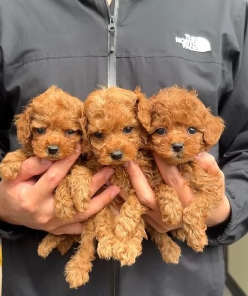 Cuccioli di barboncino toy disponibili per ladozione