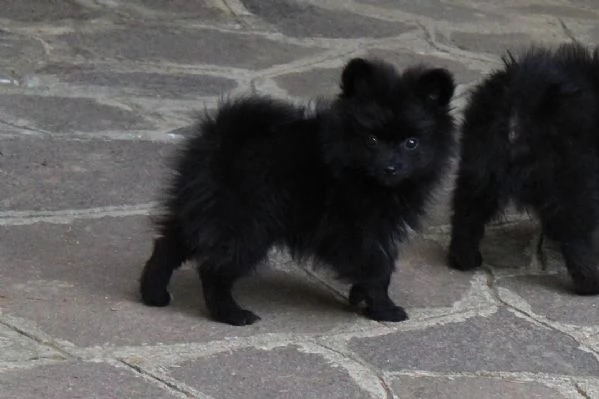 Cuccioli di Volpino Italiano in adozione | Foto 0