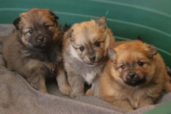 Cuccioli di Volpino Italiano in adozione