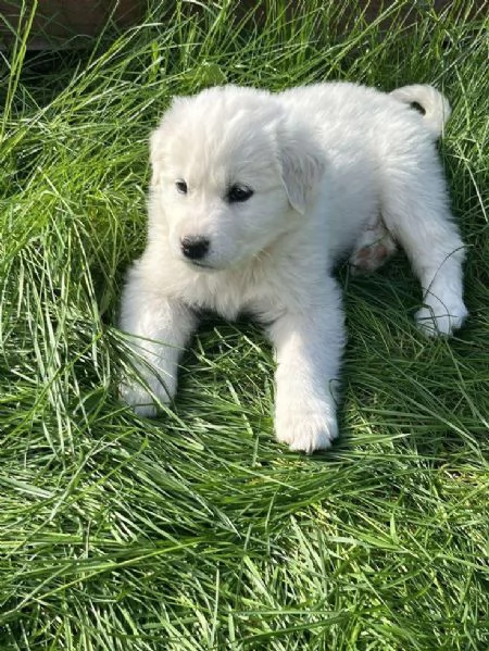 Pastore Maremmano disponibile per ladozione | Foto 0